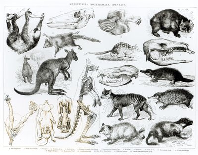 Marsupiali, Monotremi, Edentati da English School